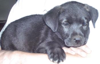 Shep Lab Black Male Pup