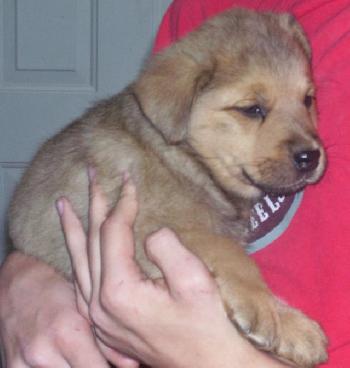Shep Lab 7 - Male #2