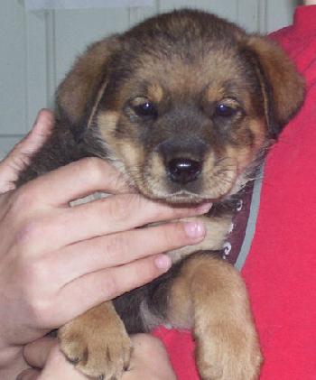 Shep Lab 7 - Female #1