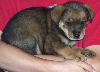 Shep Lab 7 - Female #2
