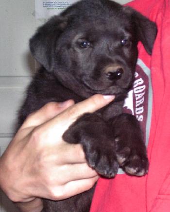 Shep Lab Black Female Pup