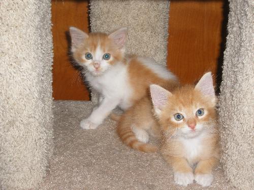 Cupcake and Popsicle