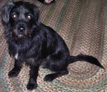 Spike the Terri-Nauzer