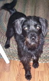 Spike the Terri-Nauzer
