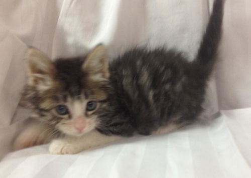 Baby Wiley
