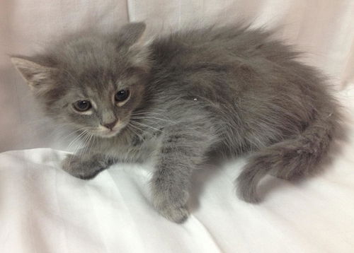 Baby Smokey