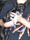 Turbo the Pug-Chi