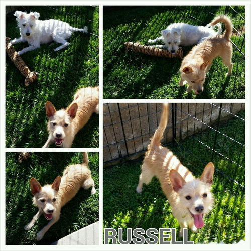 Russel