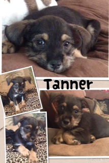 Tanner