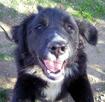 Oreo the Lab/Ret