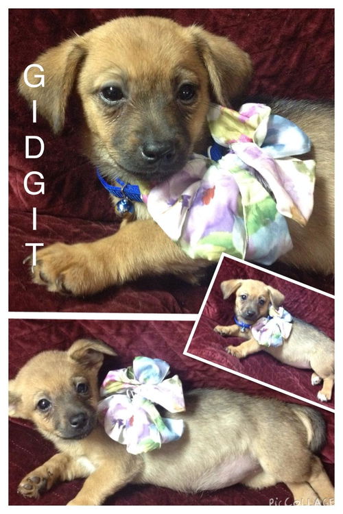 Gidget