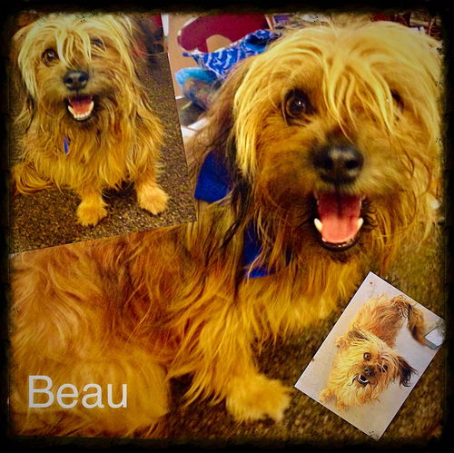 Beau