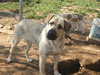 Sheba