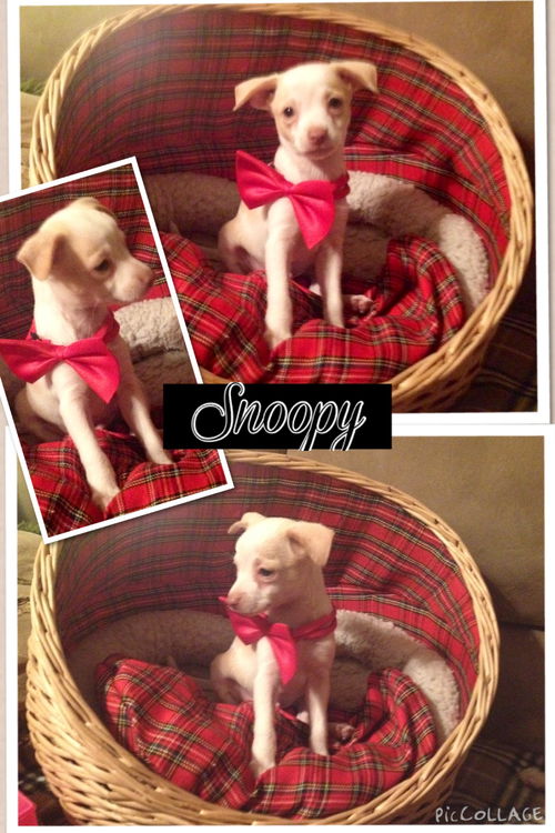 Snoopy