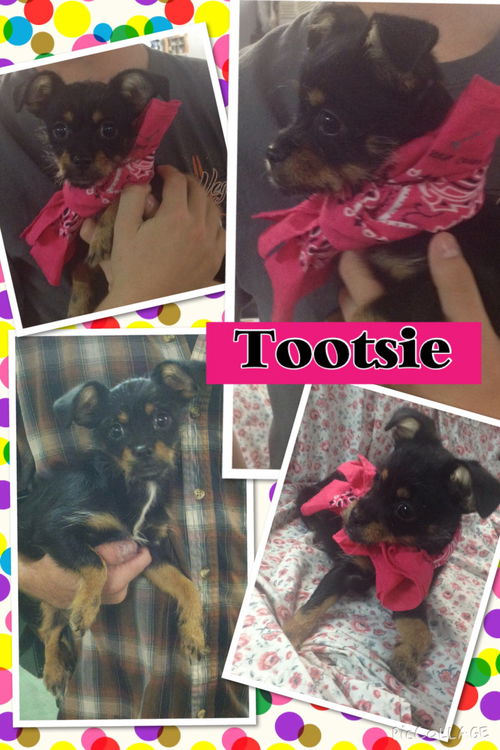 Tootsie