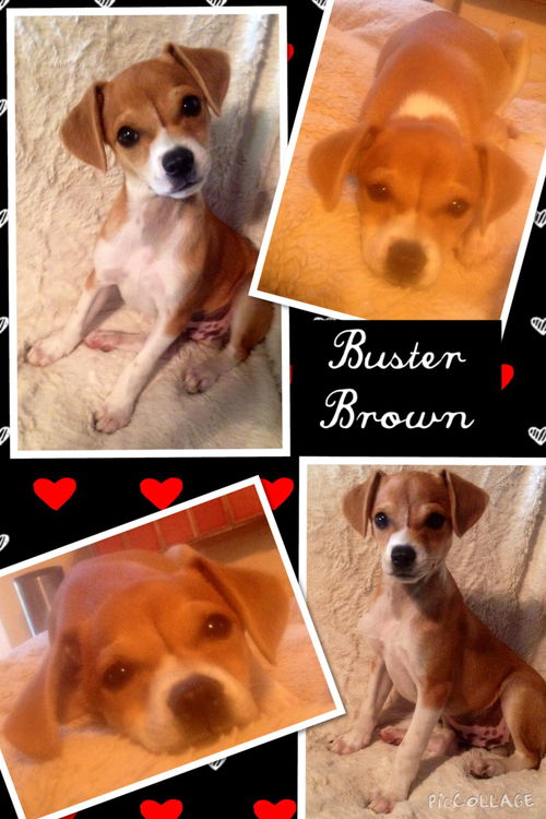 Buster Brown