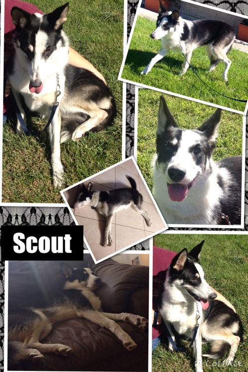 Scout