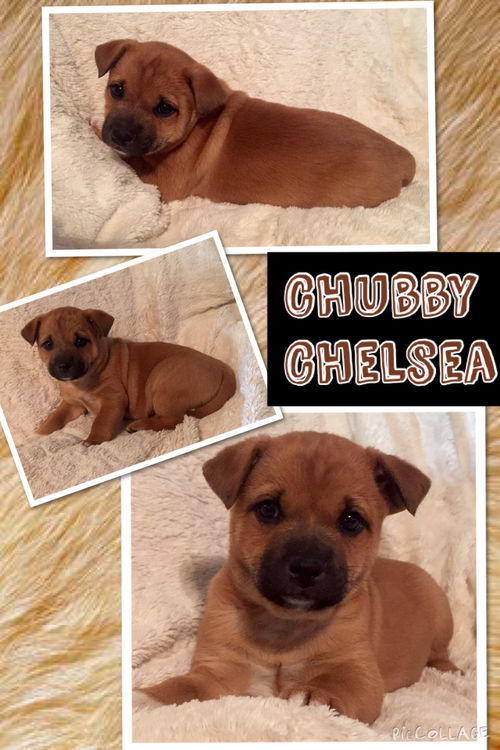 Chubby Chelsea