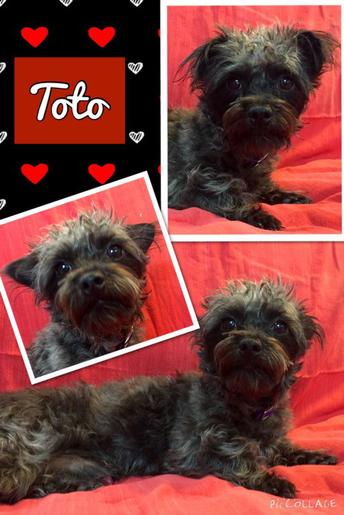 Toto