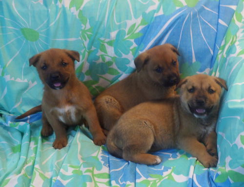 Baby Wayne, Willy & Wally