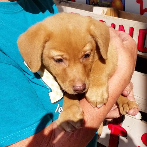 Baby Blondie