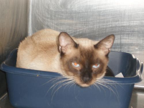 Siamese Baby