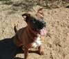 Sunny  Boy