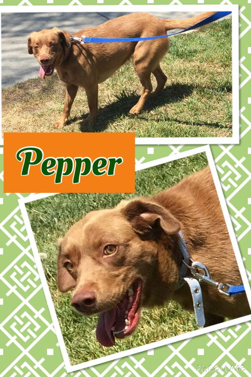 Pepper