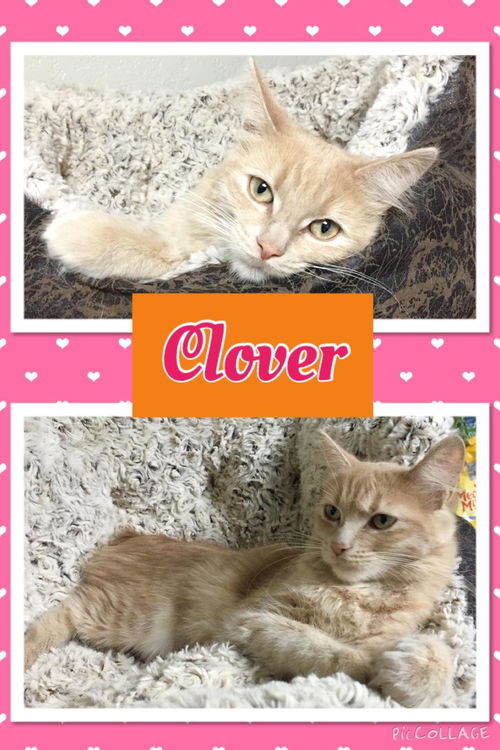 Clover