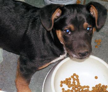 Ringo Beagle-Lab