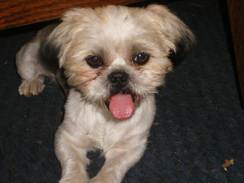 Bailey