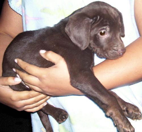 Choc Lab Bailey