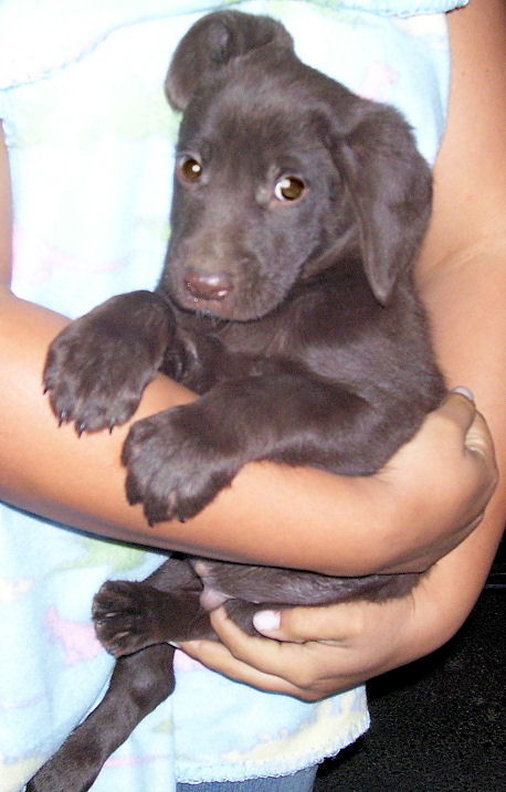 Choc Lab Dallas