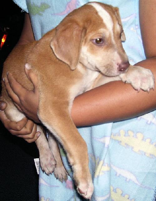 Stripe the Striped Choc Lab!