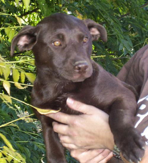 Mocha the Choc Lab