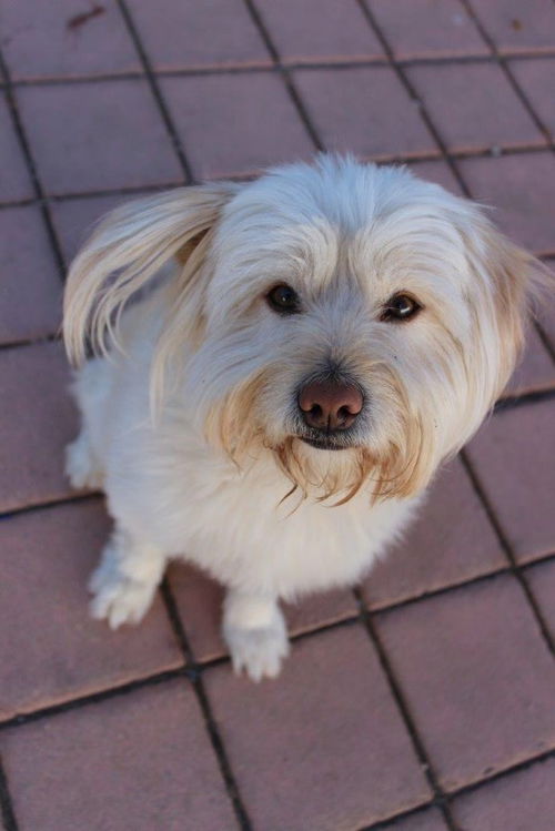 Benji