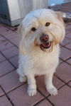 Benji