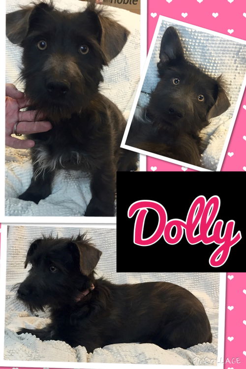 Dolly