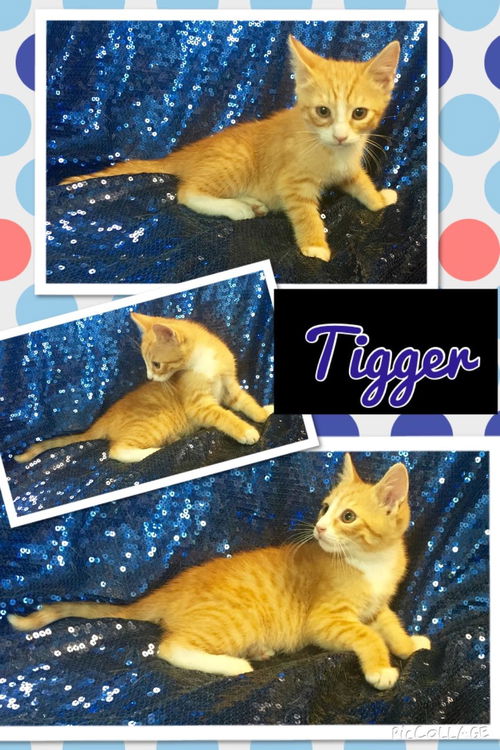 Tigger