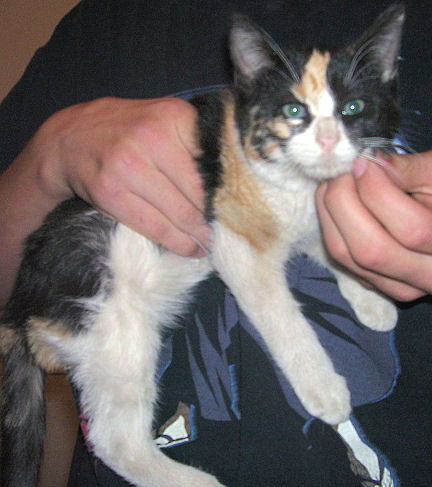 Kimmi the Calico