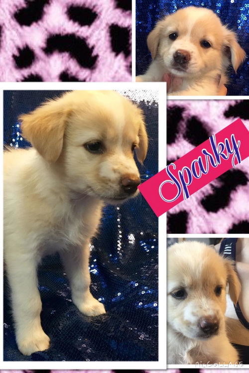Baby Sparky