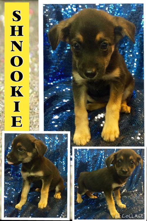 Shnookie