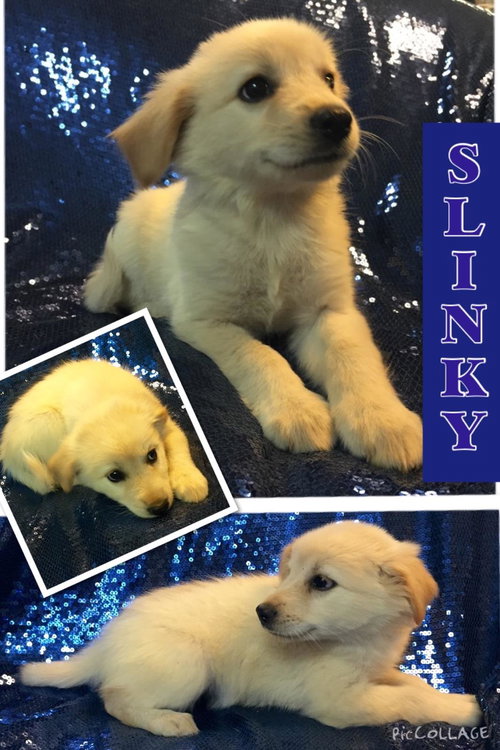 Slinky