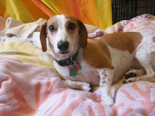 Lily Ann