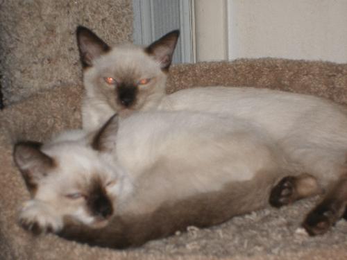 Siamese Babies
