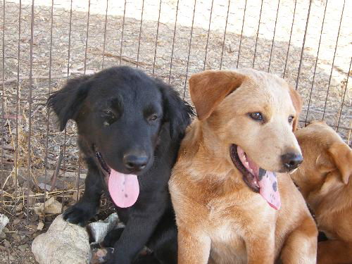 Lab/Shep/Chow babies-