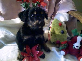 Spaniel X 8 - Cindy