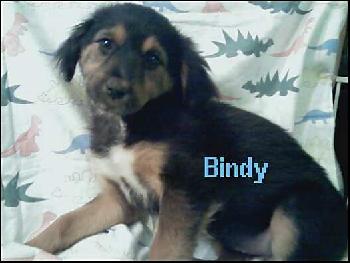 Spaniel mix pups - Bindy