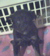 Spaniel mix pups - D.J.