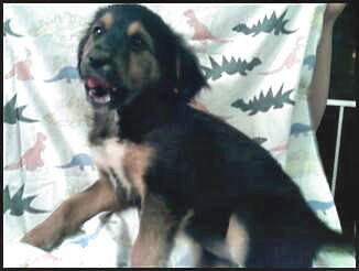 Spaniel mix pups - D.J.